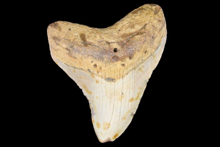 Juvenile Megalodon Tooth - North Carolina #147358